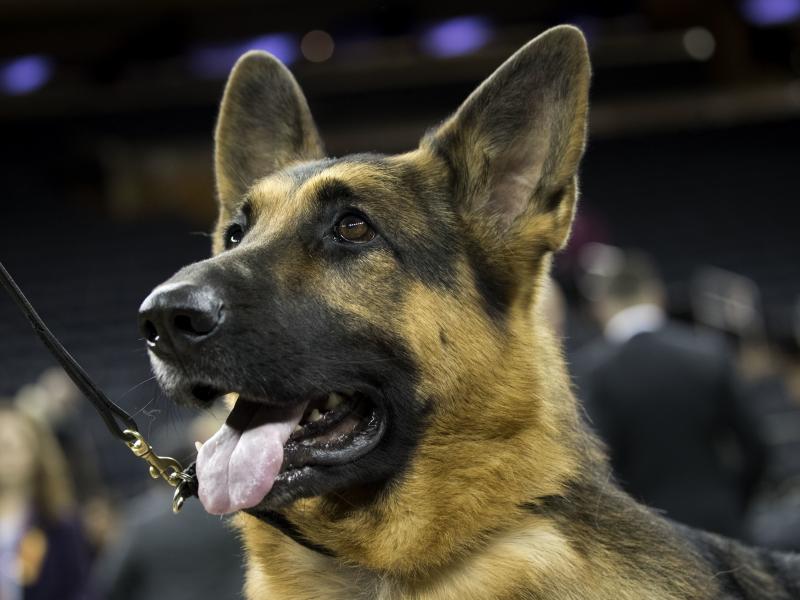 Rumor the German shepherd basks in the attention after winning Best In Show at the Westminster Kennel Club Dog Show on Tuesday. She beat out a field of more than 2,800 dogs to take the top prize. Rumor the German shepherd basks in the attention after winning Best In Show at the Westminster Kennel Club Dog Show on Tuesday. She beat out a field of more than 2,800 dogs to take the top prize.