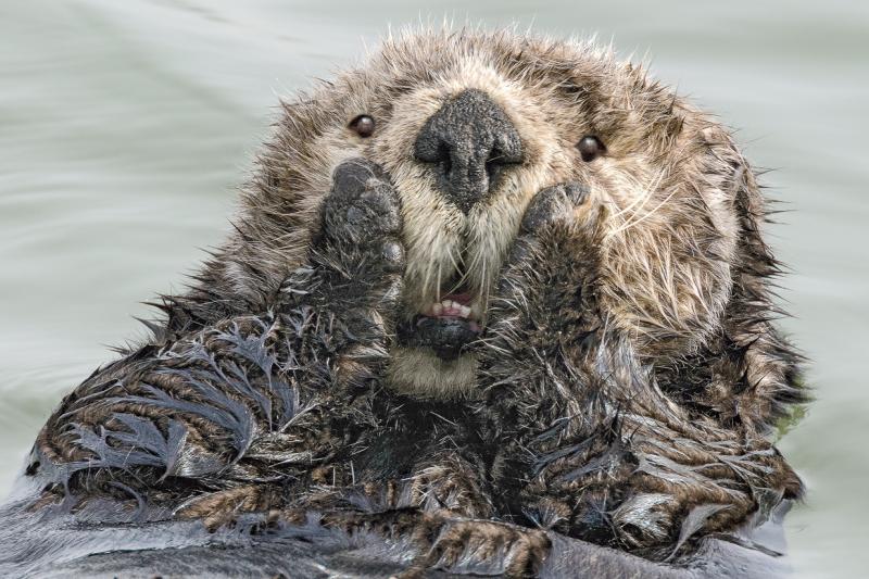 Oh my, this sea otter in Seward, Alaska, didn't see you standing there! Oh my, this sea otter in Seward, Alaska, didn't see you standing there!