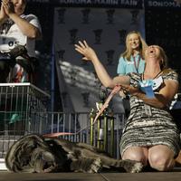 Zindler expresses shock at her pup's confident plop — in the middle of the competition. Zindler expresses shock at her pup's confident plop — in the middle of the competition.