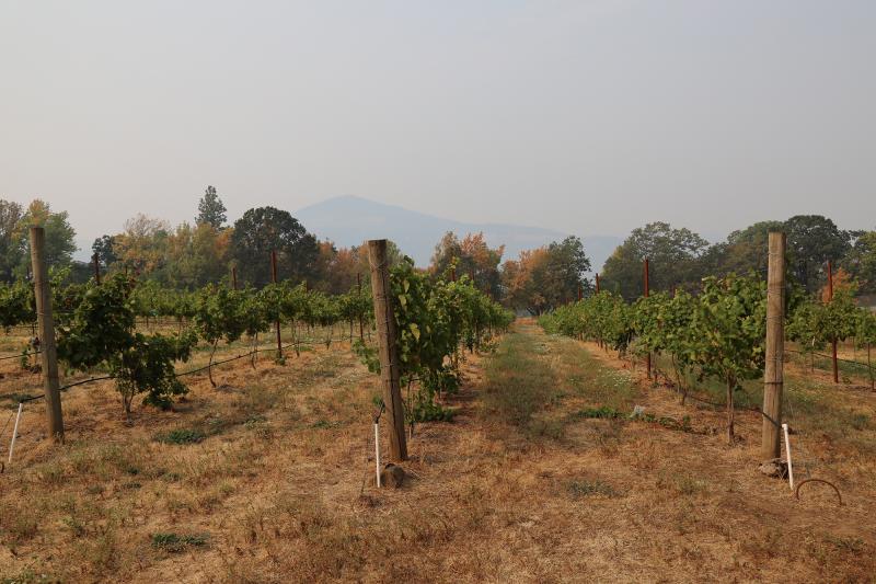 At the Cathedral Ridge Winery in Hood River, Ore., smoke has poured into the property and there are worries it could alter the taste of the grapes. At the Cathedral Ridge Winery in Hood River, Ore., smoke has poured into the property and there are worries it could alter the taste of the grapes.