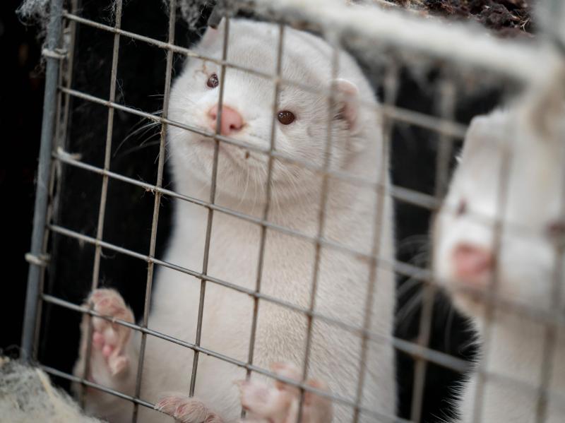 Minks look out from a cage after a farm near Naestved, Denmark, was told to kill off its herd Friday. Minks look out from a cage after a farm near Naestved, Denmark, was told to kill off its herd Friday.