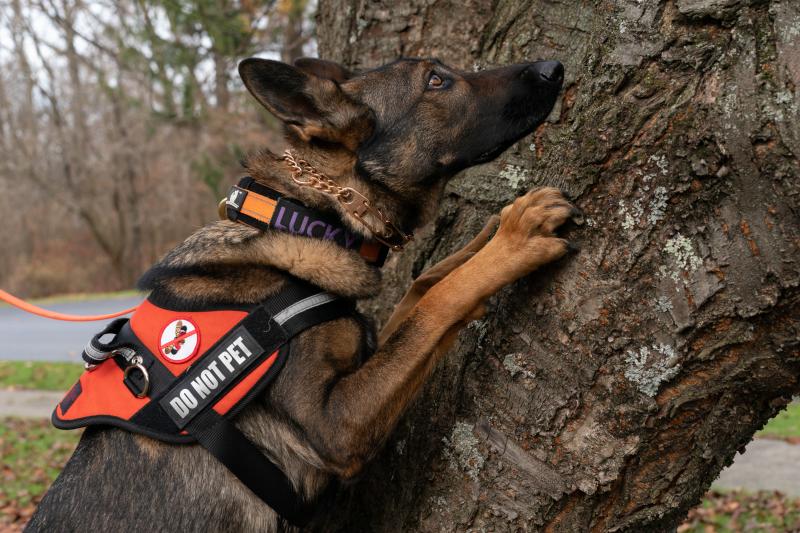 Lucky searches a tree for spotted lanternfly eggs. The insects often lay them in hard-to-reach places. Lucky searches a tree for spotted lanternfly eggs. The insects often lay them in hard-to-reach places.