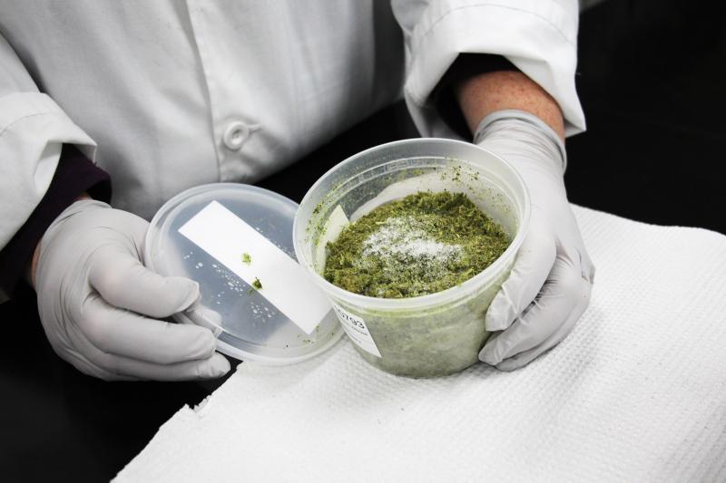 Chopped and frozen samples of damaged soybean plants are kept in storage at the Office of the Indiana State Chemist. Many contain residues of the herbicide dicamba. Chopped and frozen samples of damaged soybean plants are kept in storage at the Office of the Indiana State Chemist. Many contain residues of the herbicide dicamba.
