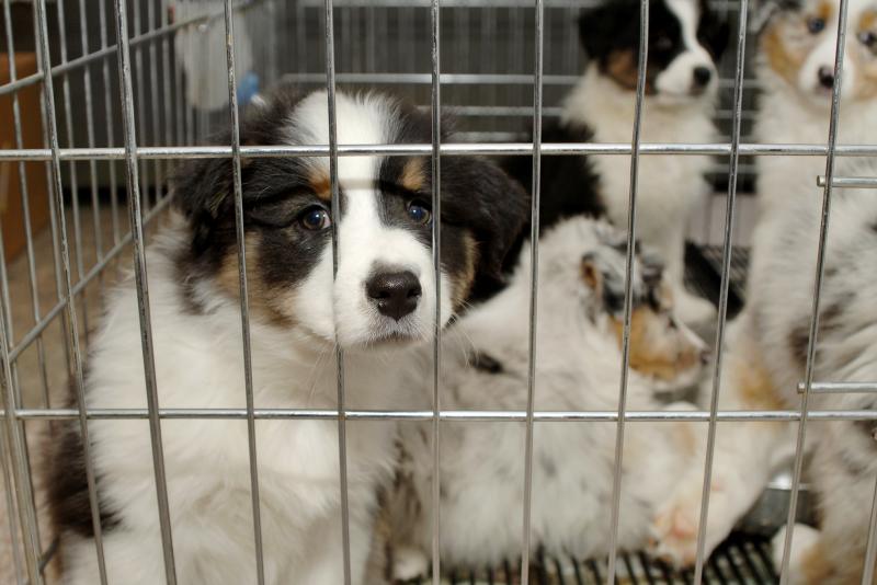 Campylobacter infections are common in dogs, cats and people. Campylobacter infections are common in dogs, cats and people.