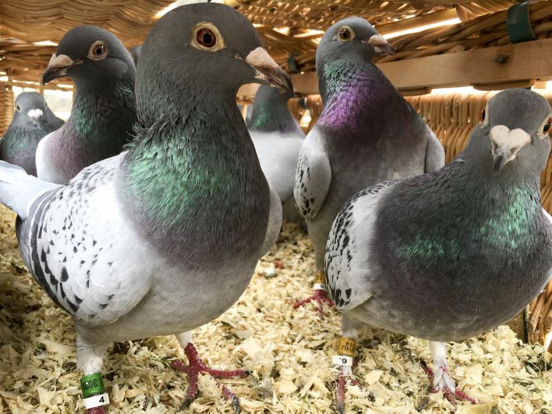 After the pigeons are fitted with pollution sensors, they are released into different parts of London. Londoners can then get live air quality readings via Twitter. After the pigeons are fitted with pollution sensors, they are released into different parts of London. Londoners can then get live air quality readings via Twitter.