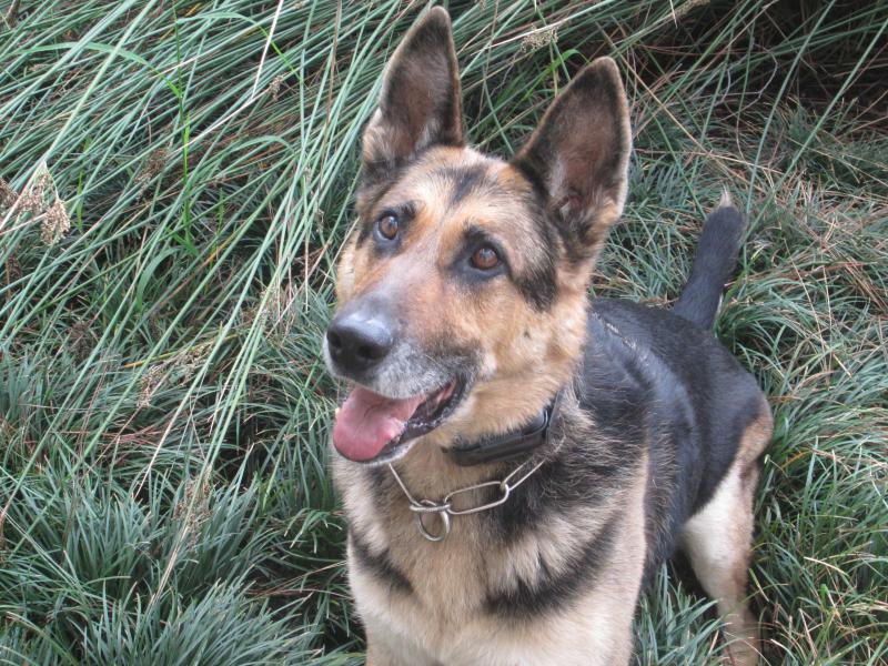 Indiana "Indy" Bones reports for duty on a field investigation, in which the dog sniffs to detect human remains for a reopened cold case. Indiana "Indy" Bones reports for duty on a field investigation, in which the dog sniffs to detect human remains for a reopened cold case.