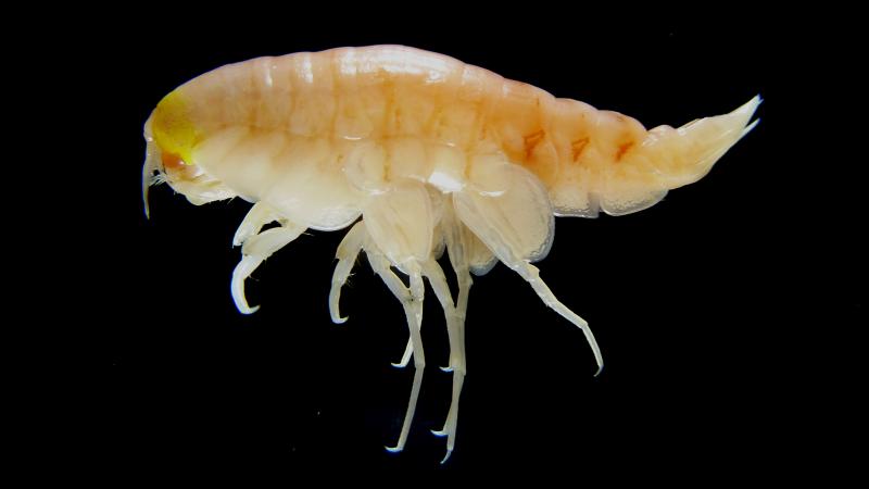 Tiny, shrimplike amphipods living in the Mariana Trench were contaminated at levels similar to those found in crabs living in waters fed by one of China's most polluted rivers. Tiny, shrimplike amphipods living in the Mariana Trench were contaminated at levels similar to those found in crabs living in waters fed by one of China's most polluted rivers.