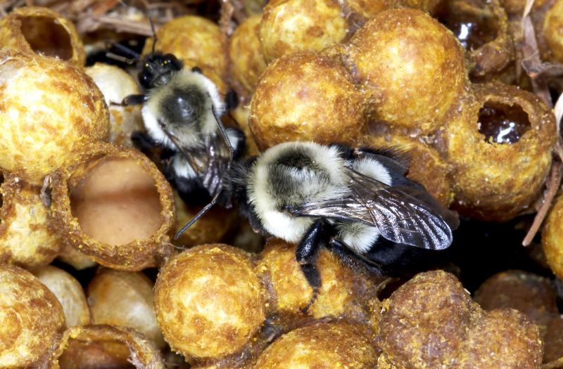 A new study is adding to evidence that a popular class of pesticides can harm wild bees, like bumblebees. A new study is adding to evidence that a popular class of pesticides can harm wild bees, like bumblebees.