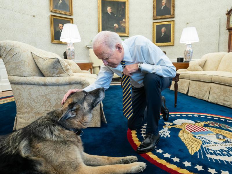 President Biden pets Biden family dog Champ in the Oval Office in February. On Saturday, Joe and Jill Biden announced that Champ had died. President Biden pets Biden family dog Champ in the Oval Office in February. On Saturday, Joe and Jill Biden announced that Champ had died.