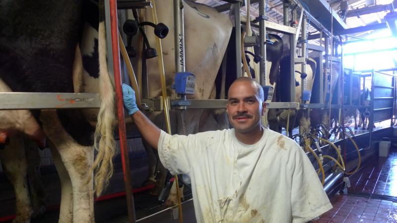 Jose Franco and his colleagues at the Corcoran prison dairy milk about 300 cows a day. Jose Franco and his colleagues at the Corcoran prison dairy milk about 300 cows a day.