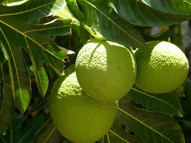 Breadfruit is a protein and nutrient-rich staple in Hawaii and other islands in the Pacific Ocean. Breadfruit is a protein and nutrient-rich staple in Hawaii and other islands in the Pacific Ocean.