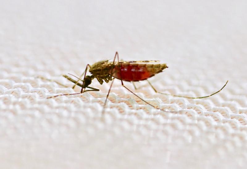 A female Anopheles gambiae mosquito feeds on human blood through a mosquito net. A female Anopheles gambiae mosquito feeds on human blood through a mosquito net.
