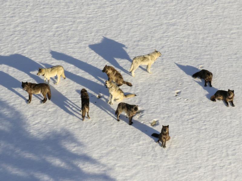 This aerial file photo provided by the National Park Service shows the Junction Butte wolf pack in Yellowstone National Park, Wyo. This aerial file photo provided by the National Park Service shows the Junction Butte wolf pack in Yellowstone National Park, Wyo.