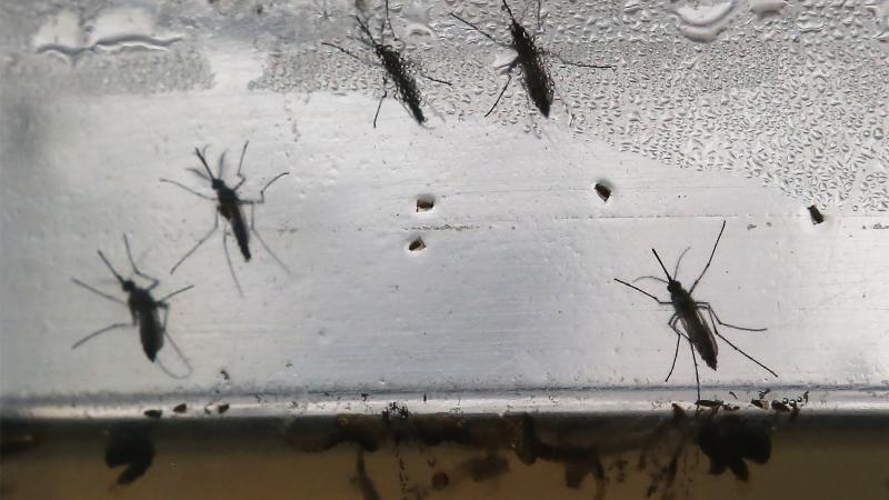 Aedes aegypti mosquitoes are displayed at an exhibition on Jan. 28 in Brazil. The mosquitoes can be carriers of the Zika virus. Several cases of the virus have spread to Puerto Rico. Aedes aegypti mosquitoes are displayed at an exhibition on Jan. 28 in Brazil. The mosquitoes can be carriers of the Zika virus. Several cases of the virus have spread to Puerto Rico.
