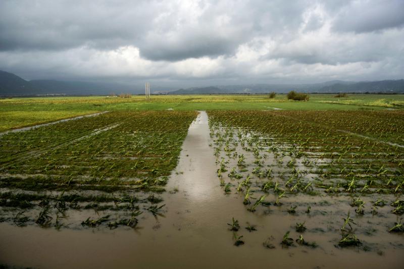 The hurricane knocked out power to millions and destroyed water infrastructure. It also tore up plants across the island, washed soil off fields and knocked down fences. The hurricane knocked out power to millions and destroyed water infrastructure. It also tore up plants across the island, washed soil off fields and knocked down fences.
