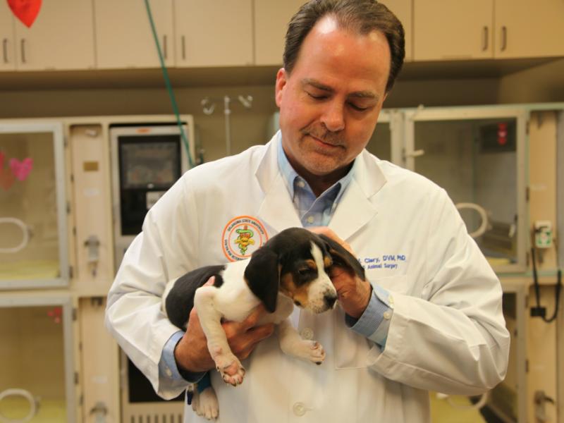 In this Jan. 9 photo, Dr. Erik Clary of Oklahoma State University holds a puppy named Milo, born with his front paws facing up instead of down and unable to walk.The dog is recovering after surgery. In this Jan. 9 photo, Dr. Erik Clary of Oklahoma State University holds a puppy named Milo, born with his front paws facing up instead of down and unable to walk.The dog is recovering after surgery.
