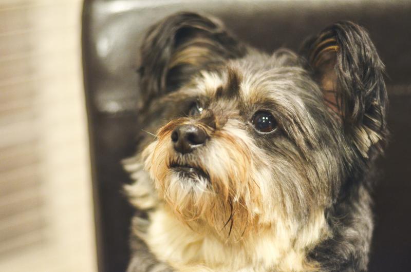 Mika, a pomeranian and poodle mix, ponders his genetic destiny: To test or not to test? Mika, a pomeranian and poodle mix, ponders his genetic destiny: To test or not to test?