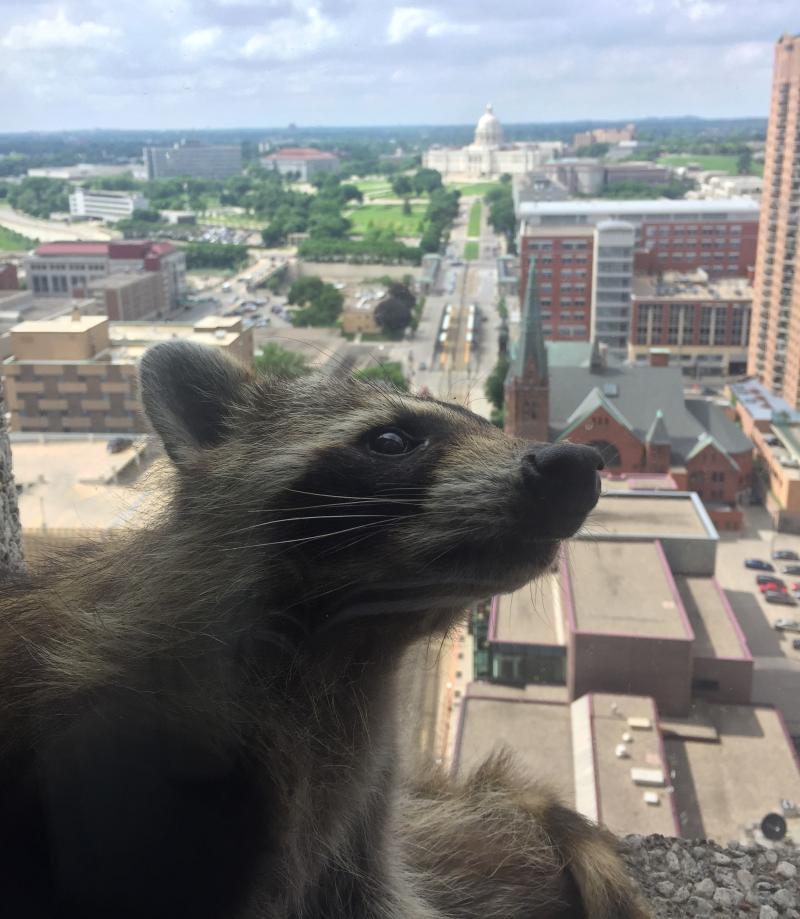 With the Minnesota State Capitol in the background, a wily raccoon scampered on ledges more than 20 stories high this week. With the Minnesota State Capitol in the background, a wily raccoon scampered on ledges more than 20 stories high this week.