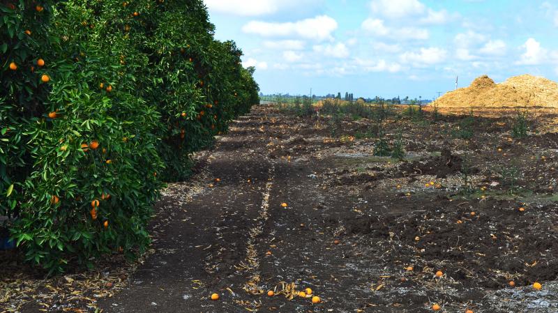 The drought forced many citrus farmers near Orange Cove, Calif., to mulch their trees because they couldn't afford to keep them alive. Recent rain and new groundwater regulations have eased the crisis, but only slightly. The drought forced many citrus farmers near Orange Cove, Calif., to mulch their trees because they couldn't afford to keep them alive. Recent rain and new groundwater regulations have eased the crisis, but only slightly.