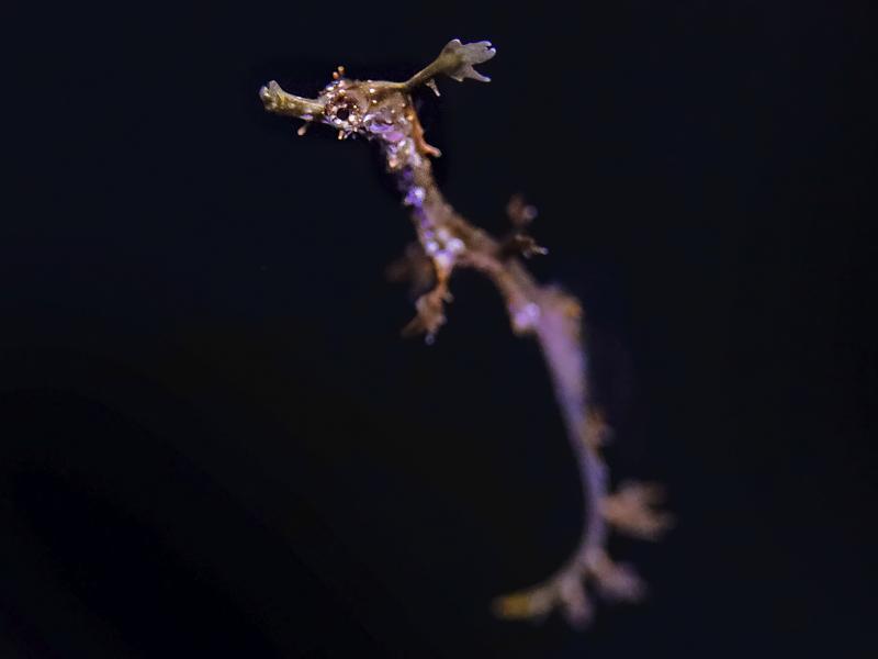 A baby weedy seadragon swims at the Birch Aquarium in La Jolla, Calif. Two of the rare fish hatched there recently, making the aquarium one of the few in the world to successfully breed them. A baby weedy seadragon swims at the Birch Aquarium in La Jolla, Calif. Two of the rare fish hatched there recently, making the aquarium one of the few in the world to successfully breed them.
