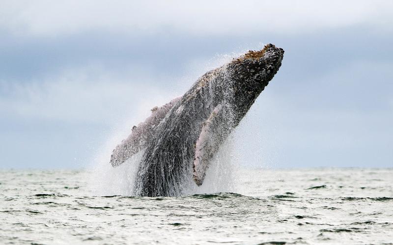 By the 1960s, humpback whales and other whale species had been hunted extensively, sometimes to the point of near extinction. Then a recording of humpback whale songs helped shift public opinion on the hunting of all whale species. By the 1960s, humpback whales and other whale species had been hunted extensively, sometimes to the point of near extinction. Then a recording of humpback whale songs helped shift public opinion on the hunting of all whale species.