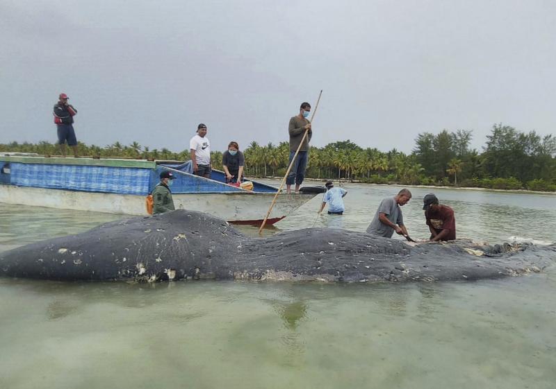 Researchers collect samples from the carcass of a dead whale at Wakatobi National Park in Southeast Sulawesi, Indonesia. Researchers collect samples from the carcass of a dead whale at Wakatobi National Park in Southeast Sulawesi, Indonesia.