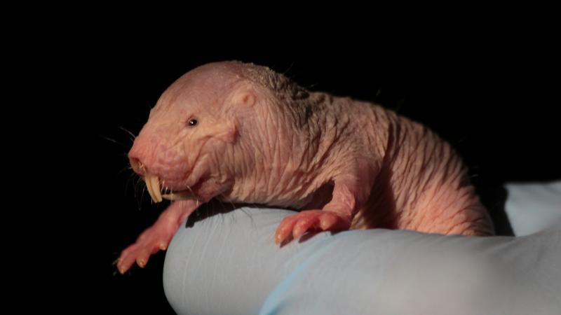 Say what you will about naked mole-rats, but their bodies have a trick that lets them survive periods of oxygen deprivation. Say what you will about naked mole-rats, but their bodies have a trick that lets them survive periods of oxygen deprivation.