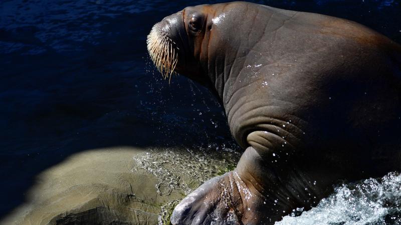 A walrus pictured at the Pairi Daiza animal park in Brugelette, Belgium. A walrus pictured at the Pairi Daiza animal park in Brugelette, Belgium.