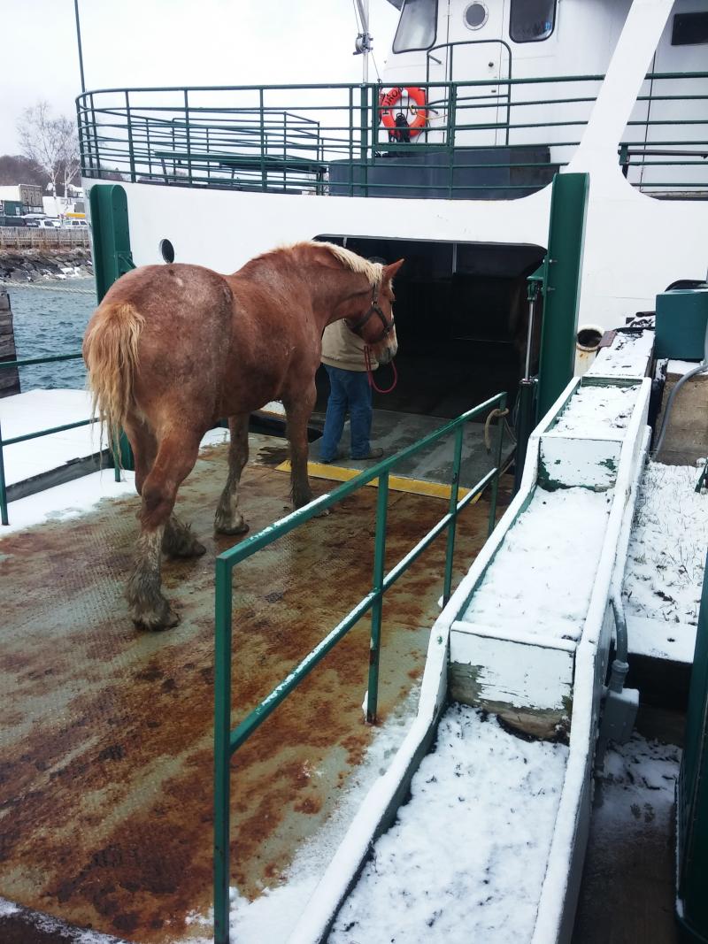 Every spring, hundreds of horses are ferried from their winter hiatus in the Upper Peninsula for a good grooming and harness fitting, before beginning their summer jobs pulling carriages. Every spring, hundreds of horses are ferried from their winter hiatus in the Upper Peninsula for a good grooming and harness fitting, before beginning their summer jobs pulling carriages.