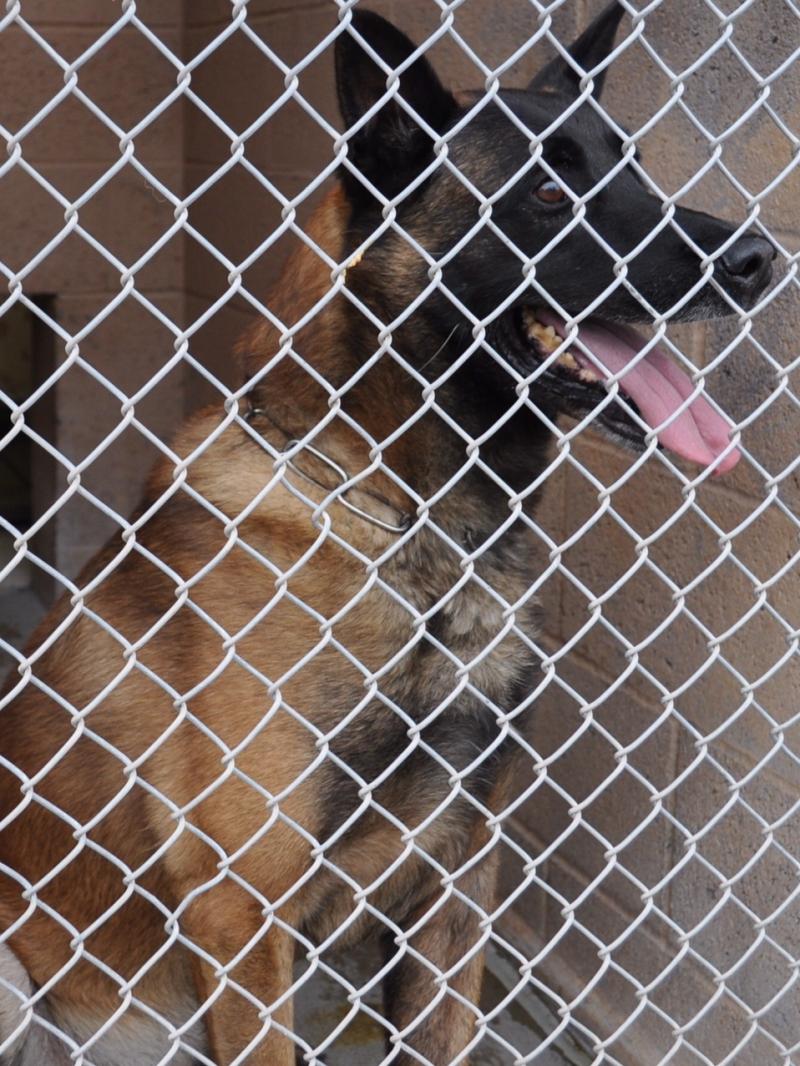 Rex, a retired K-9 dog, is in the custody of Animal Services as officials in Albuquerque, N.M., decide what to do with him. Rex, a retired K-9 dog, is in the custody of Animal Services as officials in Albuquerque, N.M., decide what to do with him.