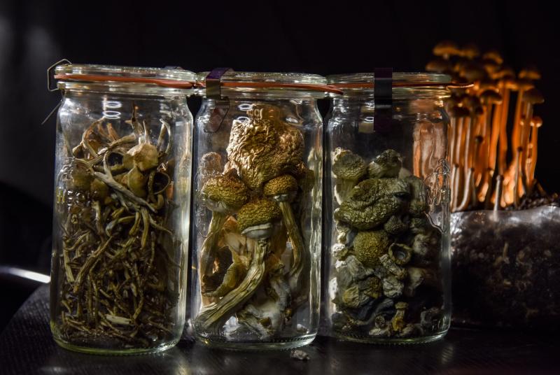 The hallucinogenic chemical psilocybin produced in some mushrooms helped people with major depression in a study that also included supportive psychotherapy. The hallucinogenic chemical psilocybin produced in some mushrooms helped people with major depression in a study that also included supportive psychotherapy.