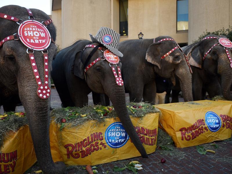 Elephant acts at Ringling Bros. and Barnum & Bailey Circus will be phased out by 2018, the circus' parent company said today. The elephants will retire to a conservation center in Polk City, Fla. Elephant acts at Ringling Bros. and Barnum & Bailey Circus will be phased out by 2018, the circus' parent company said today. The elephants will retire to a conservation center in Polk City, Fla.