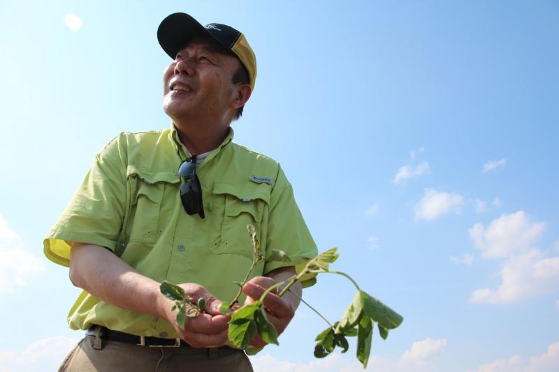 Pengyin Chen, professor of soybean breeding and genetics at the University of Missouri, in his test plots of soybeans near the town of Portageville. Pengyin Chen, professor of soybean breeding and genetics at the University of Missouri, in his test plots of soybeans near the town of Portageville.