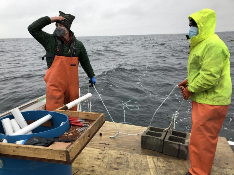 Adam Baske (left) and Capt. Rob Odlin of Running Tide Technologies in the Gulf of Maine. They release rope that's entwined with early-stage kelp, a fast growing seaweed that will soak up carbon dioxide. Adam Baske (left) and Capt. Rob Odlin of Running Tide Technologies in the Gulf of Maine. They release rope that's entwined with early-stage kelp, a fast growing seaweed that will soak up carbon dioxide.
