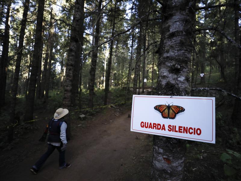A guide walks past a sign asking for silence near the winter home of monarch butterflies in El Rosario reserve near Ocampo, Michoacán, in Mexico on Friday. A guide walks past a sign asking for silence near the winter home of monarch butterflies in El Rosario reserve near Ocampo, Michoacán, in Mexico on Friday.
