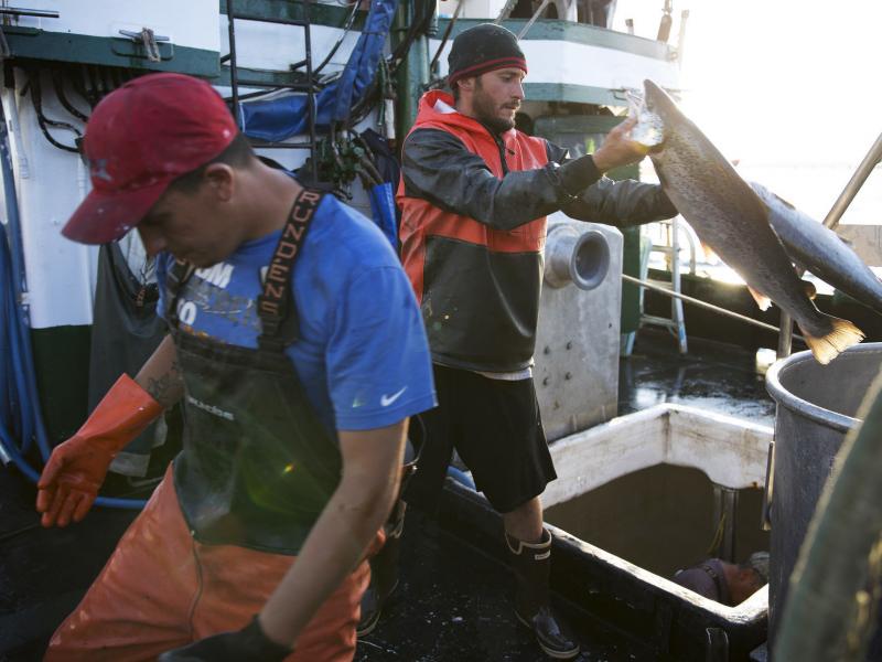 Aboard the fishing vessel Marathon, Nicholas Cooke (left) and Nathan Cultee unload 16 farm-raised Atlantic salmon into a container in Bellingham, Wash. Aboard the fishing vessel Marathon, Nicholas Cooke (left) and Nathan Cultee unload 16 farm-raised Atlantic salmon into a container in Bellingham, Wash.