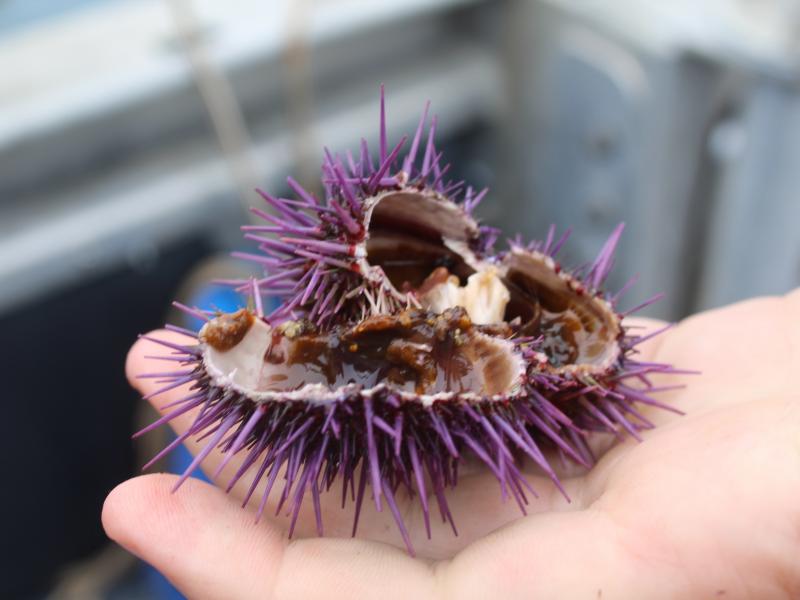 Since purple sea urchins have eaten up their food supply, many of them are empty inside. Since purple sea urchins have eaten up their food supply, many of them are empty inside.