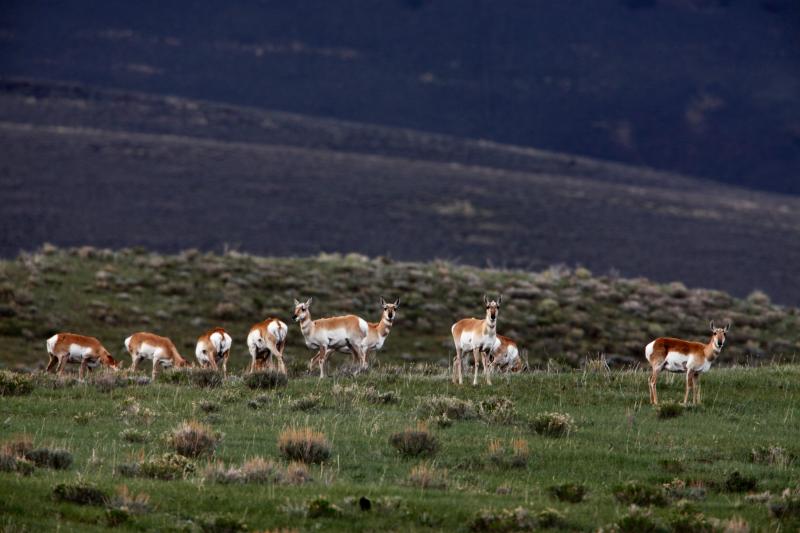 Antelopes stand at alert at the presence of a human visitor in the sparsely populated Centennial Valley of Montana. Antelopes stand at alert at the presence of a human visitor in the sparsely populated Centennial Valley of Montana.