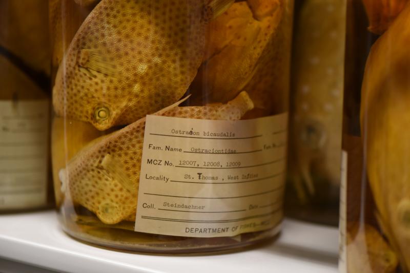 Spotted Trunkfish collected in the US Virgin Islands in 1871. Spotted Trunkfish collected in the US Virgin Islands in 1871.