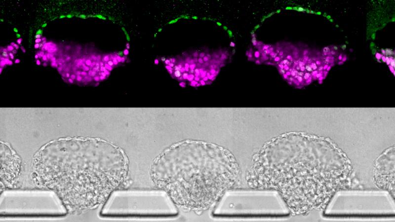 These human embryo-like structures (top) were synthesized from human stem cells; they've been stained to illustrate different cell types. Images (bottom) of the "embryoids" in the new device that was invented to make them. These human embryo-like structures (top) were synthesized from human stem cells; they've been stained to illustrate different cell types. Images (bottom) of the "embryoids" in the new device that was invented to make them.