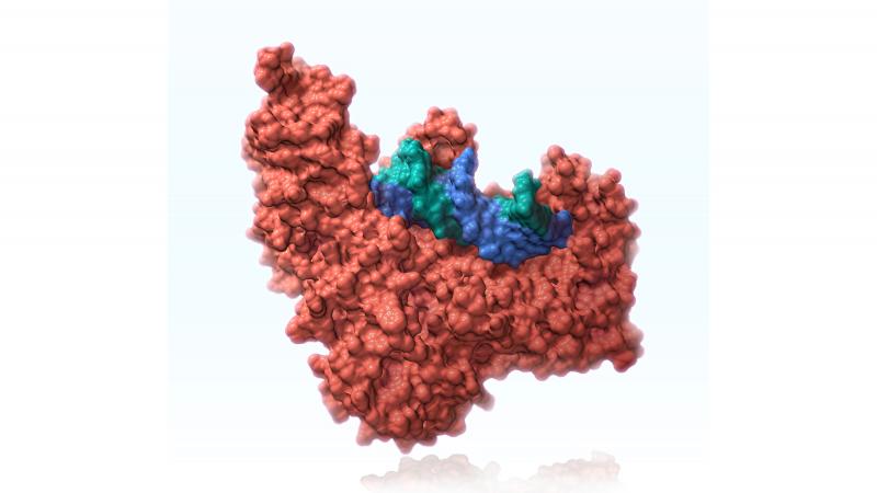 Scientists are exploring a new technique, called prime editing, that is more precise than CRISPR and which uses certain enzymes, including reverse transcriptase, to edit DNA. Scientists are exploring a new technique, called prime editing, that is more precise than CRISPR and which uses certain enzymes, including reverse transcriptase, to edit DNA.