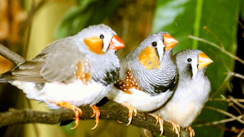Recent research has shown that zebra finches sing differently when drunk, but not whether they know enough of the lyrics to get through "I Will Survive" or "Don't Stop Believin'." Recent research has shown that zebra finches sing differently when drunk, but not whether they know enough of the lyrics to get through "I Will Survive" or "Don't Stop Believin'."