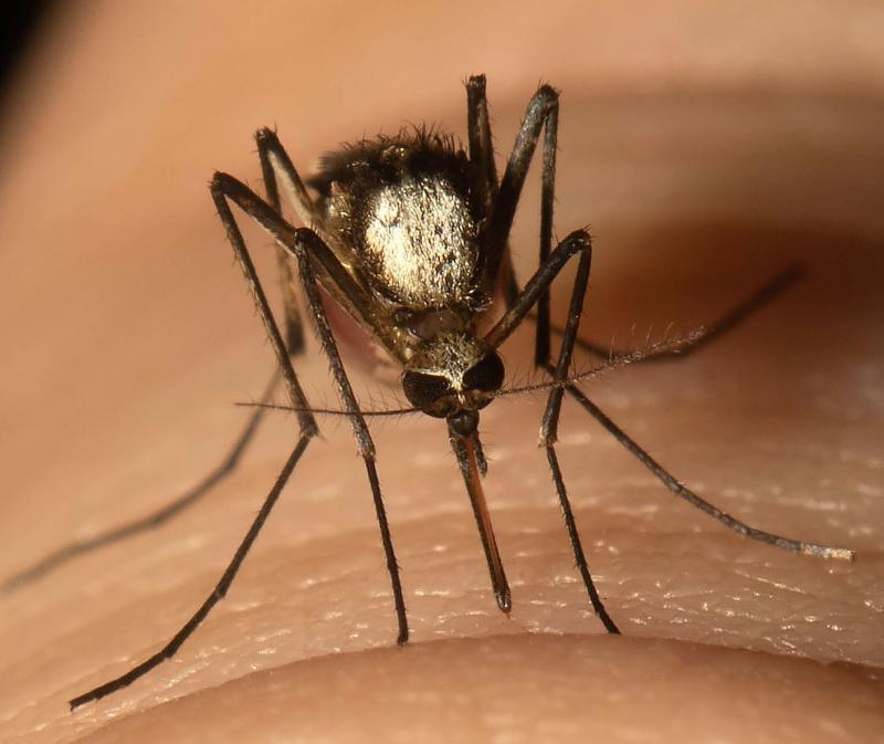 Aedes scapularis mosquitoes can carry yellow fever and are well-established in two South Florida counties. Aedes scapularis mosquitoes can carry yellow fever and are well-established in two South Florida counties.