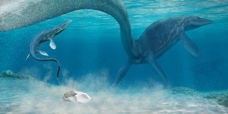 An artist's interpretation of a baby mosasaur hatching from an egg in the Antarctic sea. An artist's interpretation of a baby mosasaur hatching from an egg in the Antarctic sea.