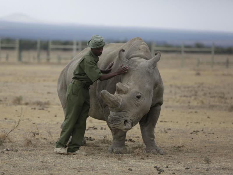 Keeper Zachariah Mutai attends in March to Fatu, one of only two female northern white rhinos left in the world, in the pen where she is kept for observation, at the Ol Pejeta Conservancy in Laikipia county in Kenya. Scientists have successfully grown hyb Keeper Zachariah Mutai attends in March to Fatu, one of only two female northern white rhinos left in the world, in the pen where she is kept for observation, at the Ol Pejeta Conservancy in Laikipia county in Kenya. Scientists have successfully grown hyb