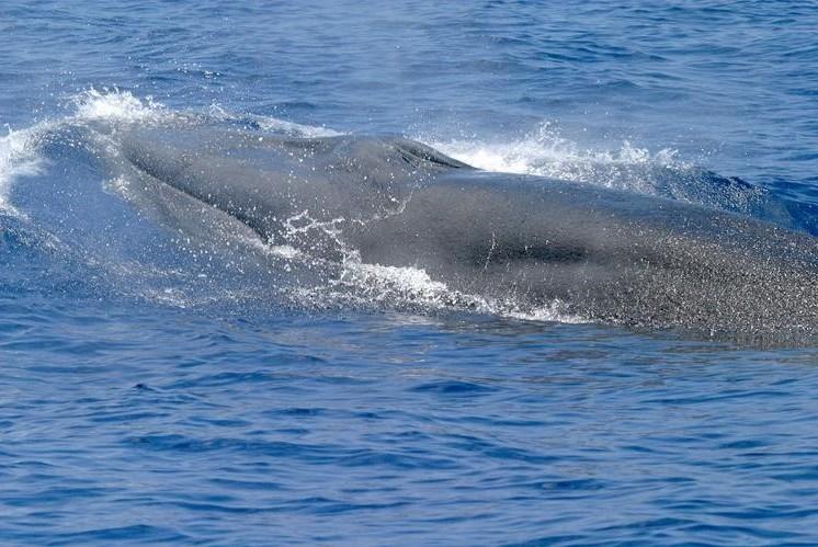 Rice's whales can grow to 42 feet, but fewer than 100 remain. Rice's whales can grow to 42 feet, but fewer than 100 remain.