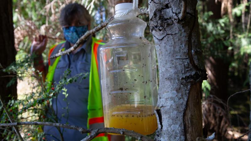 A bottle containing orange juice and rice cooking wine is set as a trap by Jenni Cena, pest biologist and trapping supervisor from the Washington State Department of Agriculture, in an effort to catch Asian giant hornets, also known as murder hornets. A bottle containing orange juice and rice cooking wine is set as a trap by Jenni Cena, pest biologist and trapping supervisor from the Washington State Department of Agriculture, in an effort to catch Asian giant hornets, also known as murder hornets.
