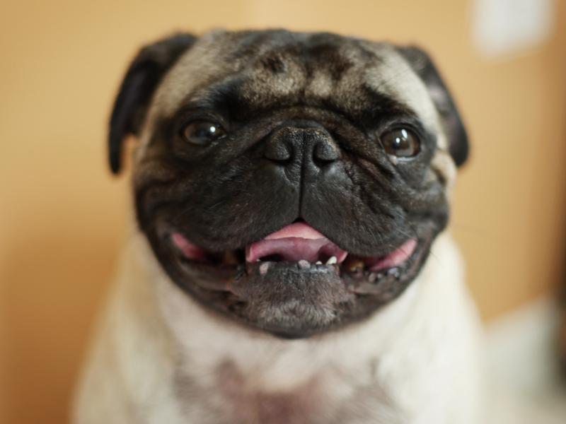 A direct, friendly gaze seems to help cement the bond of affection between people and their pooches. A direct, friendly gaze seems to help cement the bond of affection between people and their pooches.