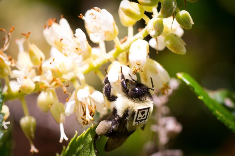 A bumblebee outfitted with a unique tracking tag forages outdoors. A bumblebee outfitted with a unique tracking tag forages outdoors.