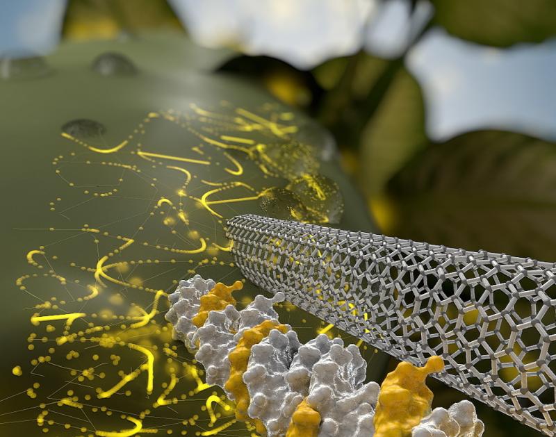 An artist's rendering shows a needle-like carbon nanotube delivering DNA through the wall of a plant cell. It also may be possible to use this method to inject a gene editing tool called CRISPR to alter a plant's characteristics for breeding. An artist's rendering shows a needle-like carbon nanotube delivering DNA through the wall of a plant cell. It also may be possible to use this method to inject a gene editing tool called CRISPR to alter a plant's characteristics for breeding.